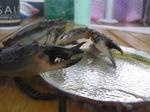 20100810kani01.jpg