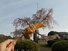 筍煮と丸山公園ボス桜