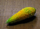 yellowgohya20080902.jpg